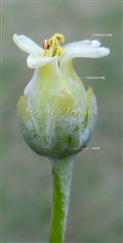  Flower (Lateral view)